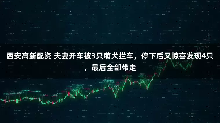西安高新配资 夫妻开车被3只萌犬拦车，停下后又惊喜发现4只，最后全部带走